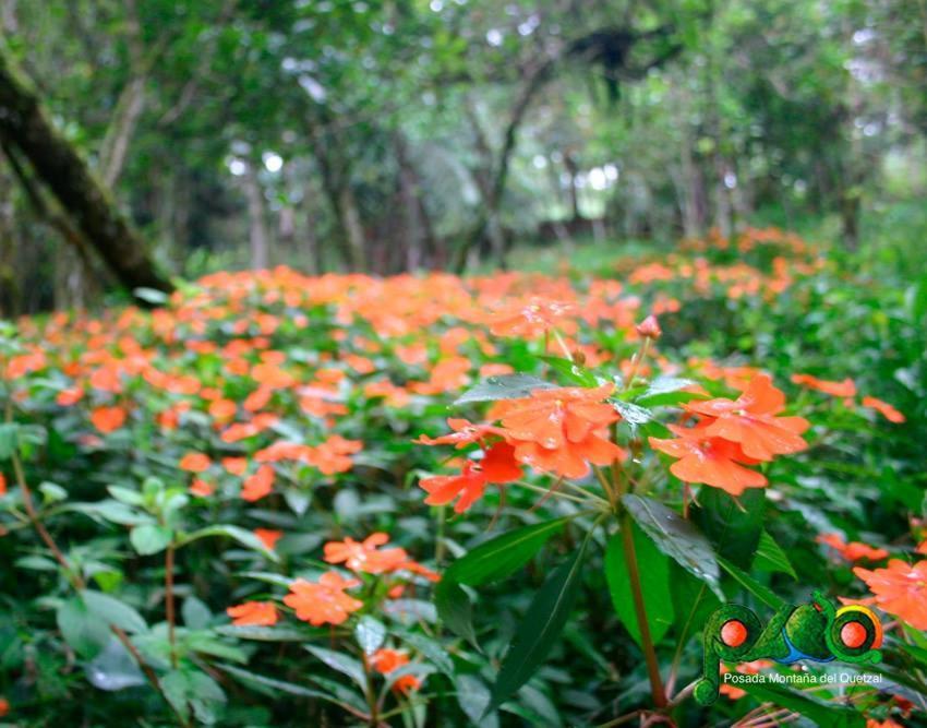 Posada Montana Del Quetzal Cobán Esterno foto